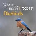 bb Nature Centered Podcast